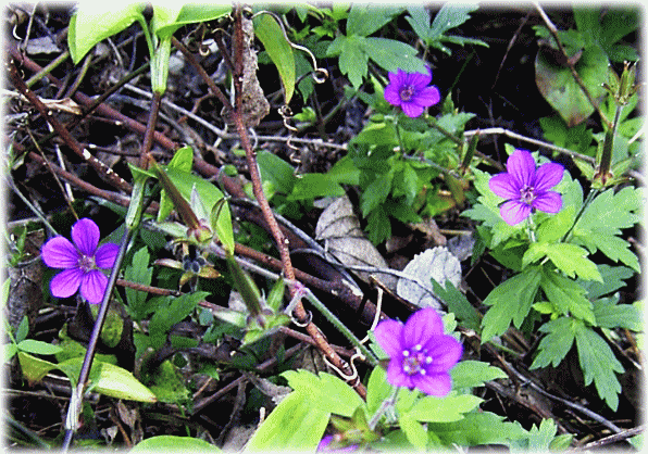 ゲンノショウコ（現の証拠）　紫の花